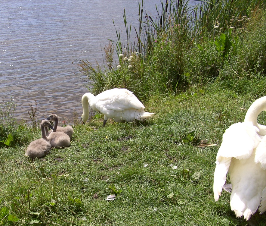 Carr Vale Nature Reserve, Derbyshire