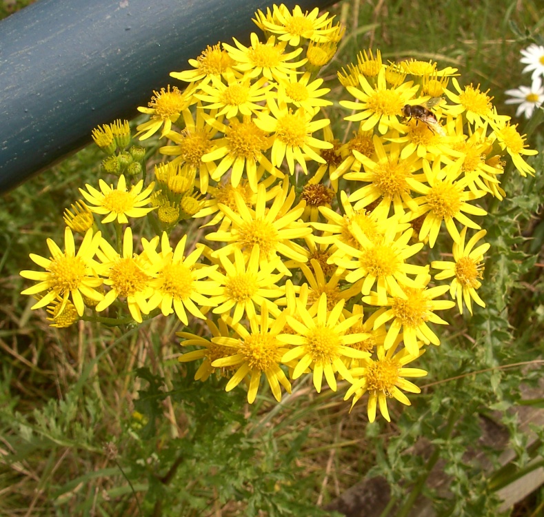 Carr Vale Nature Reserve, Derbyshire photo by Barbara Whiteman