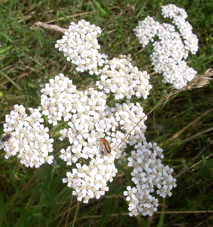 Carr Vale Nature Reserve, Derbyshire