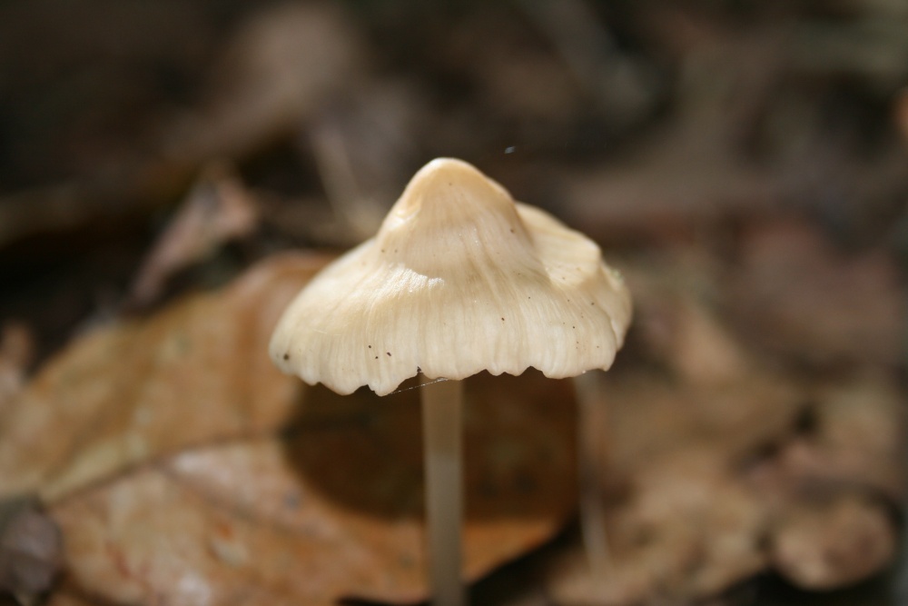 Fungi at Oulton, Suffolk