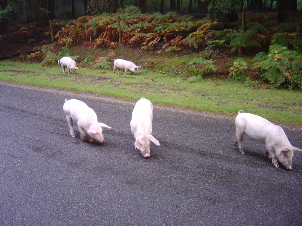 The New Forest (Hampshire)