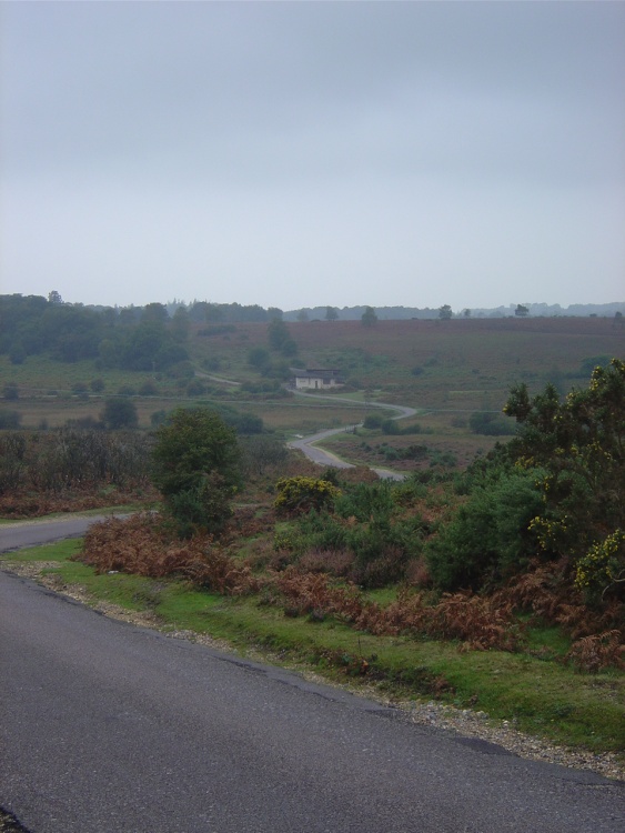 The New Forest (Hampshire)