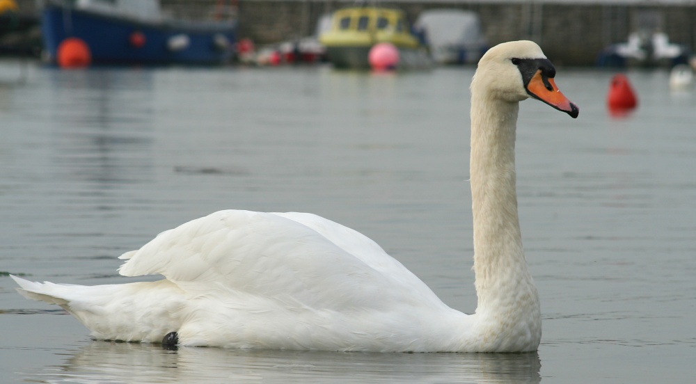 Swan passing by at Keyhaven, Hampshire