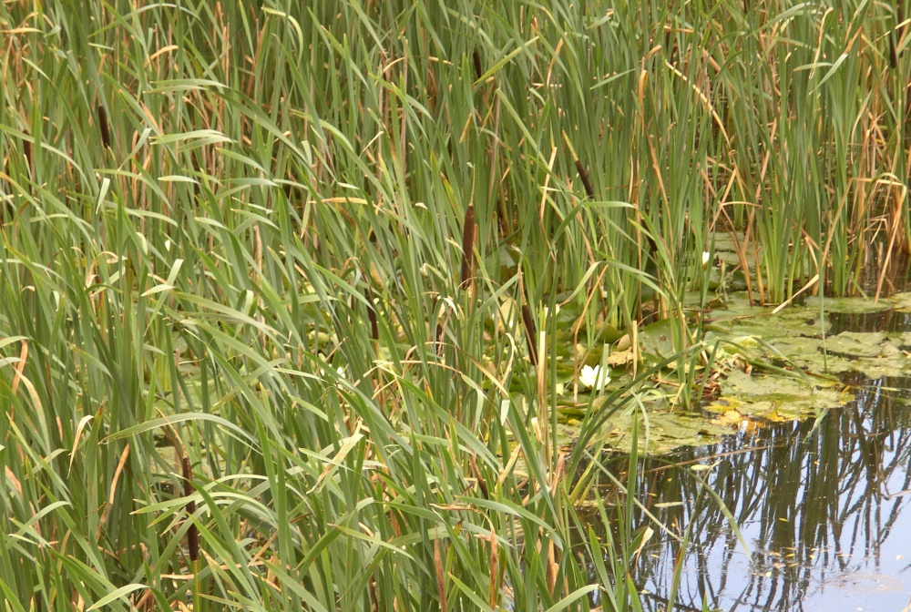 Reservoir, Harthill, South Yorkshire
