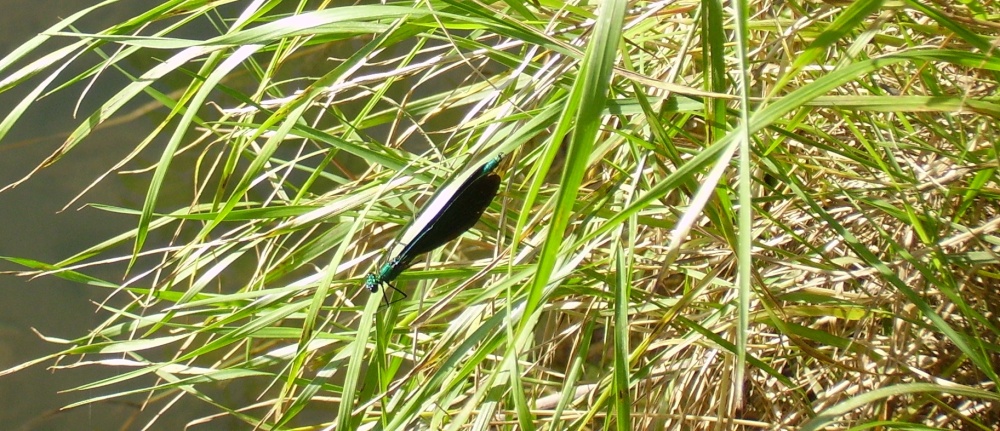 Seaton Valley Country Park, Cornwall
