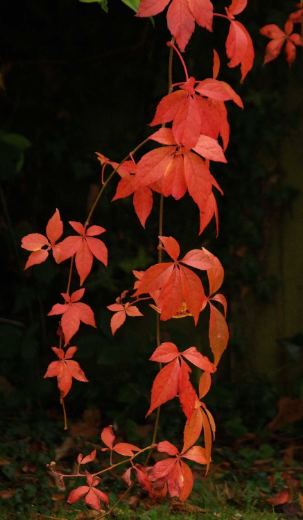 Autumn leaves, Steeple Claydon, Buckinghamshire