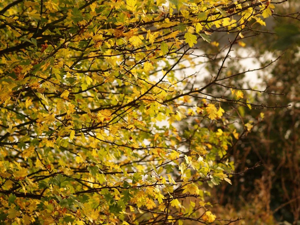 Turning Hawthorn Leaves, Calvert, Buckinghamshire