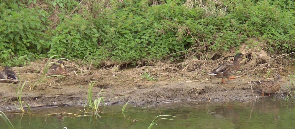 River Bain, Tattershall, Lincolnshire
