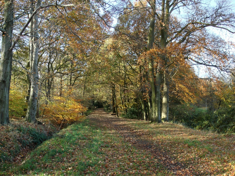 Merrions Wood, 5 minutes walk from the Holiday Inn M6 Junction 7 photo by John Chatterley
