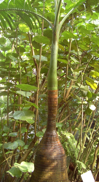 The Rainforest Area, The Eden Project, Bodelva, Cornwall