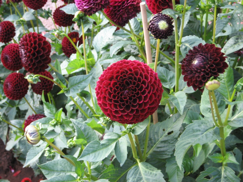 Beautiful Flowers in walled garden, Wraxall, Somerset