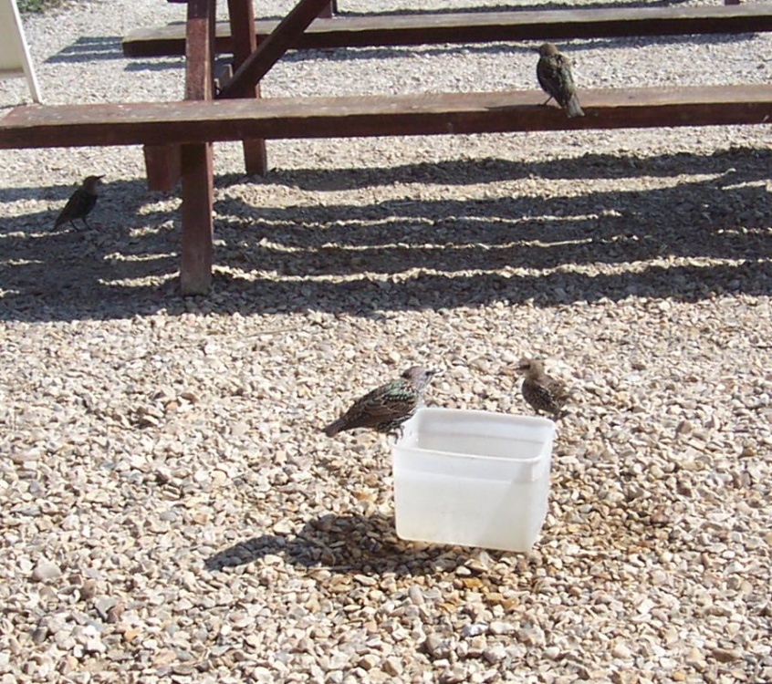 Young starlings taking a bath, The Fleet Lagoon, Chickerell, Dorset