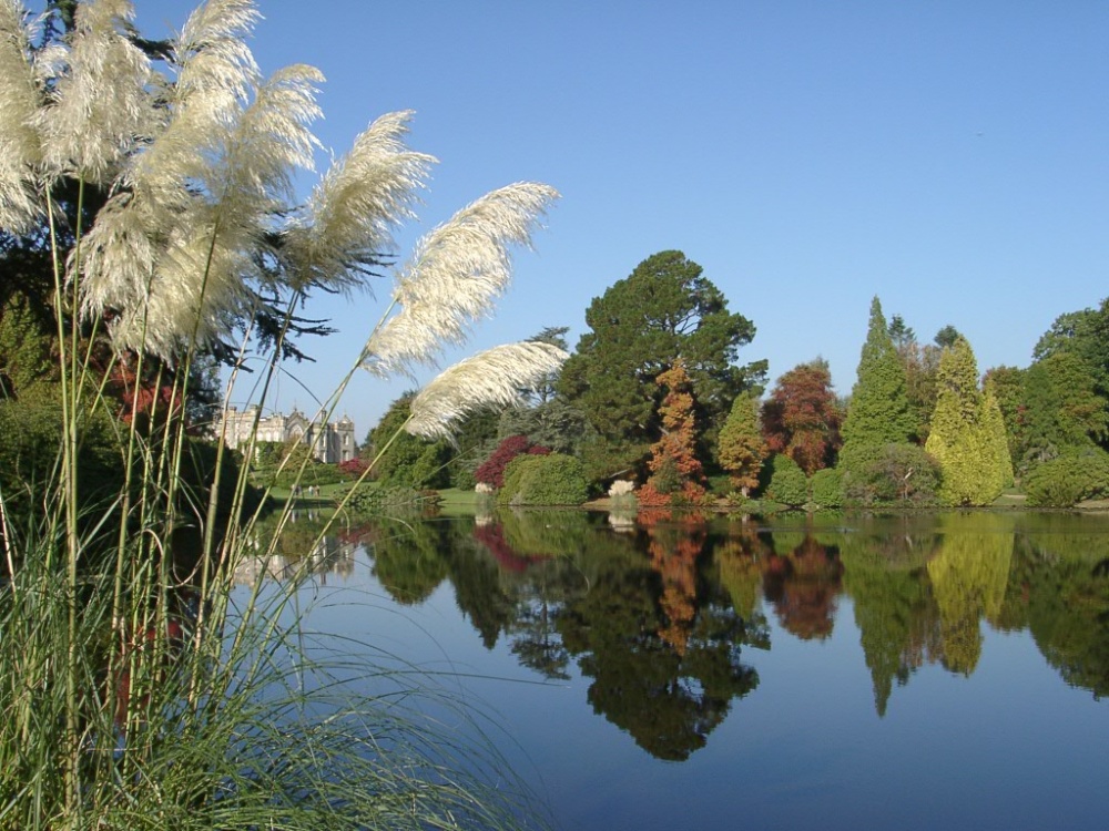 Pampas by the Lake at Sheffield Park, Uckfield, East Sussex