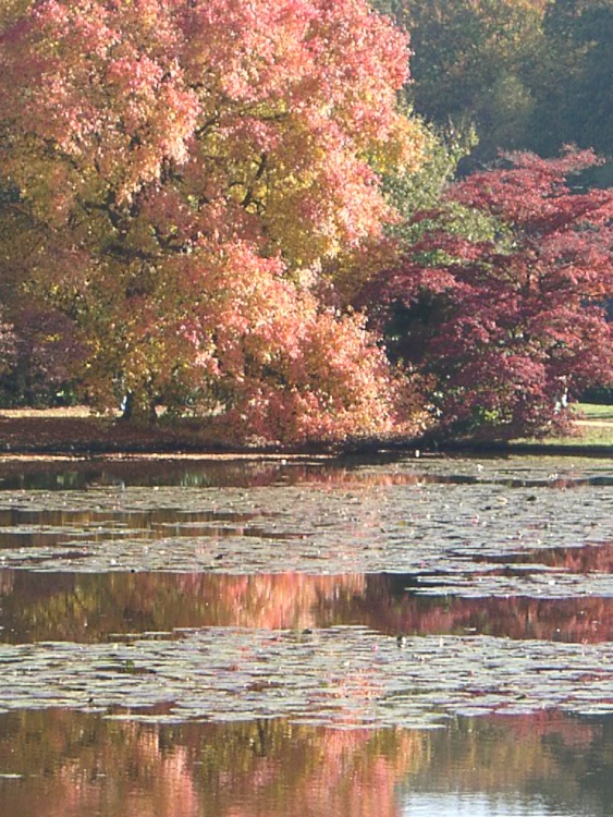Shades of Autumn at Sheffield Park, Uckfield, East Sussex