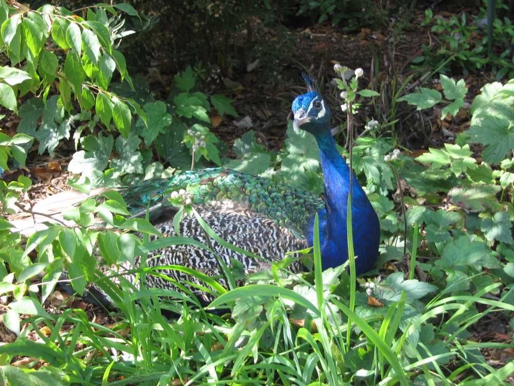 Peacock at Newquay Zoo