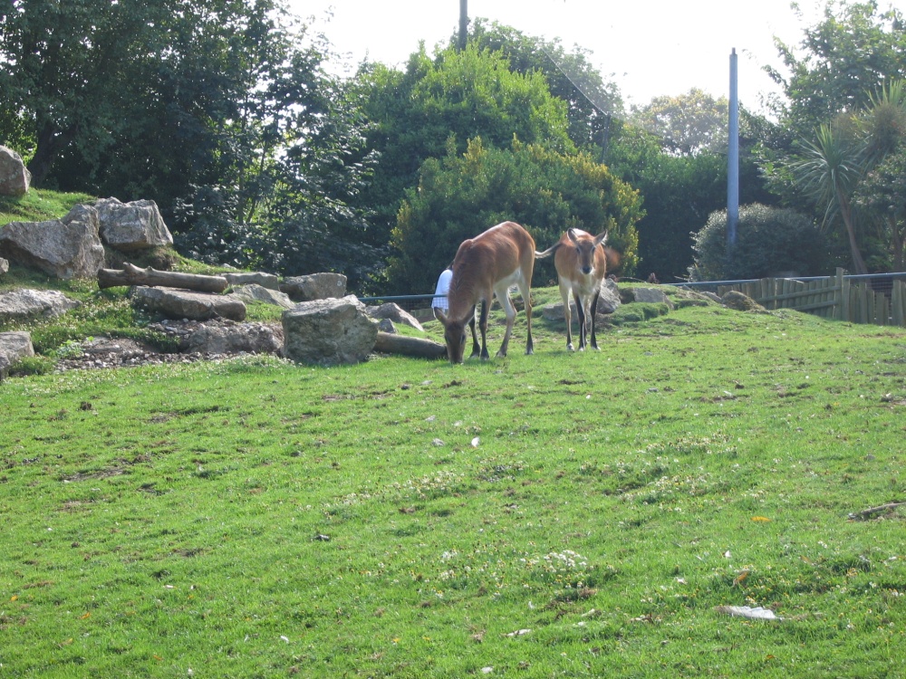 Newquay Zoo, Cornwall
