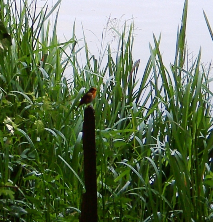 Robin, Rhodesia, Nottinghamshire