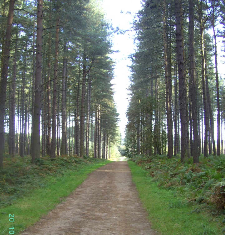 Sherwood Pines Forest Park