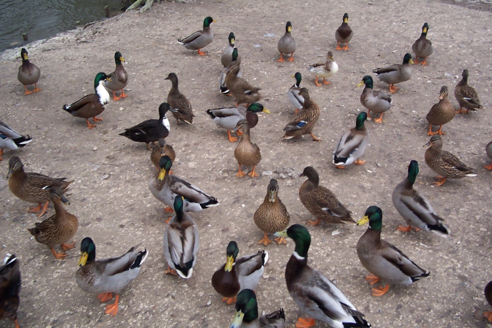 The local ducks at Wilton village, Wiltshire