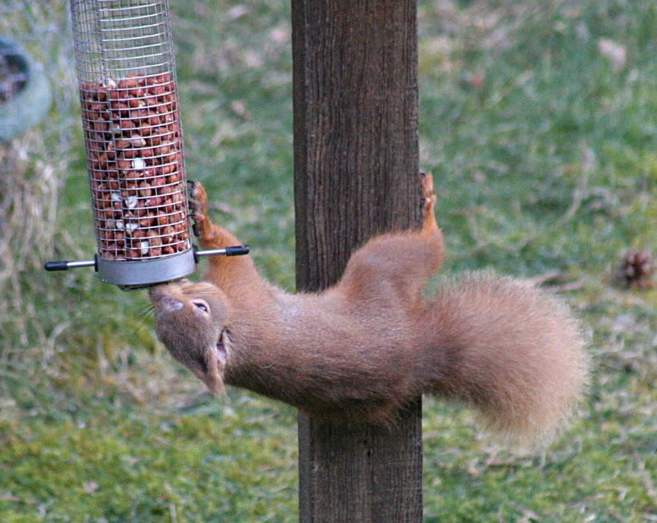 Red Squirrel, Duthil, Scotland