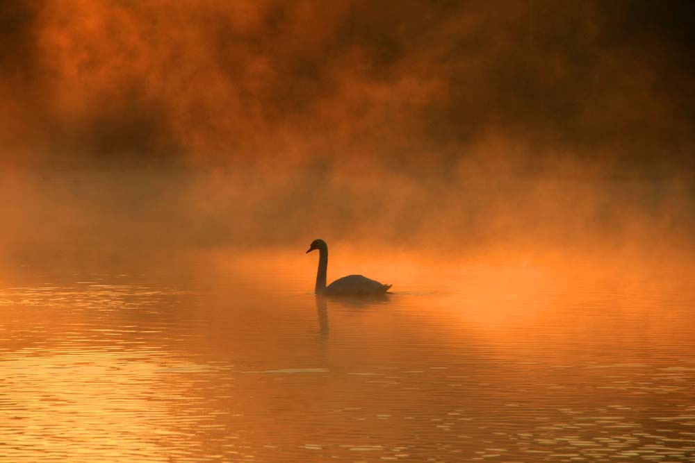 Photograph of Swan on Stowepool, Lichfield