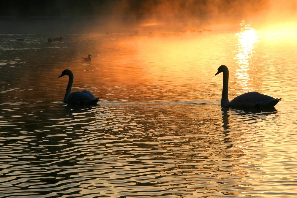 Swans on Stowepool, Lichfield at sunrise