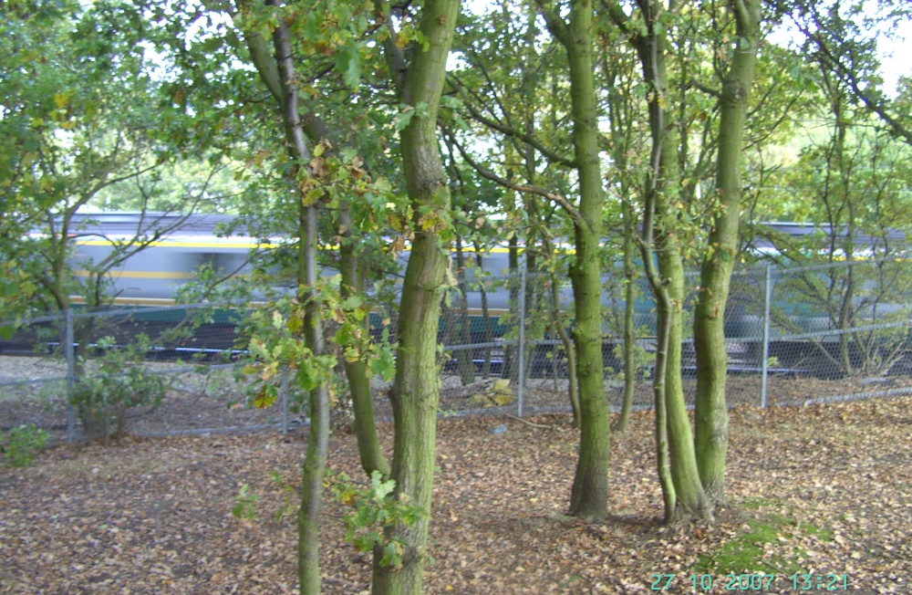 Photograph of Kings Wood, Bawtry