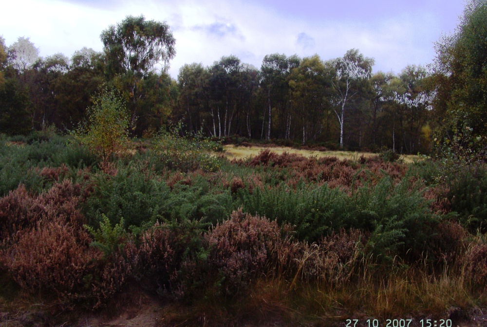Sherwood Heath photo by Barbara Whiteman