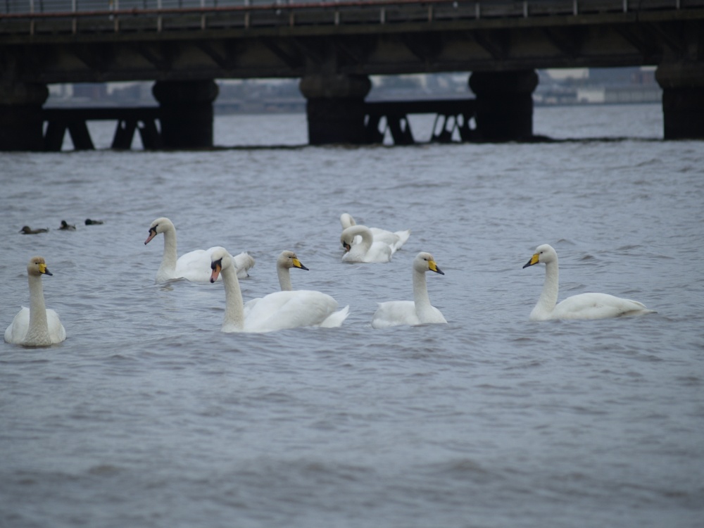 Winter Visitors Whooper Swans, New Holland, Lincolnshire