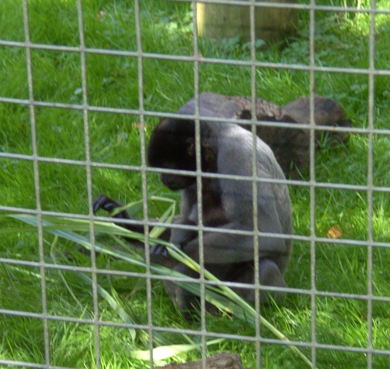 Monkeys, The Monkey Sanctuary, Looe, Cornwall photo by Barbara Whiteman