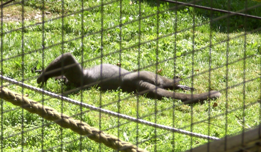Monkeys, The Monkey Sanctuary, Looe, Cornwall photo by Barbara Whiteman