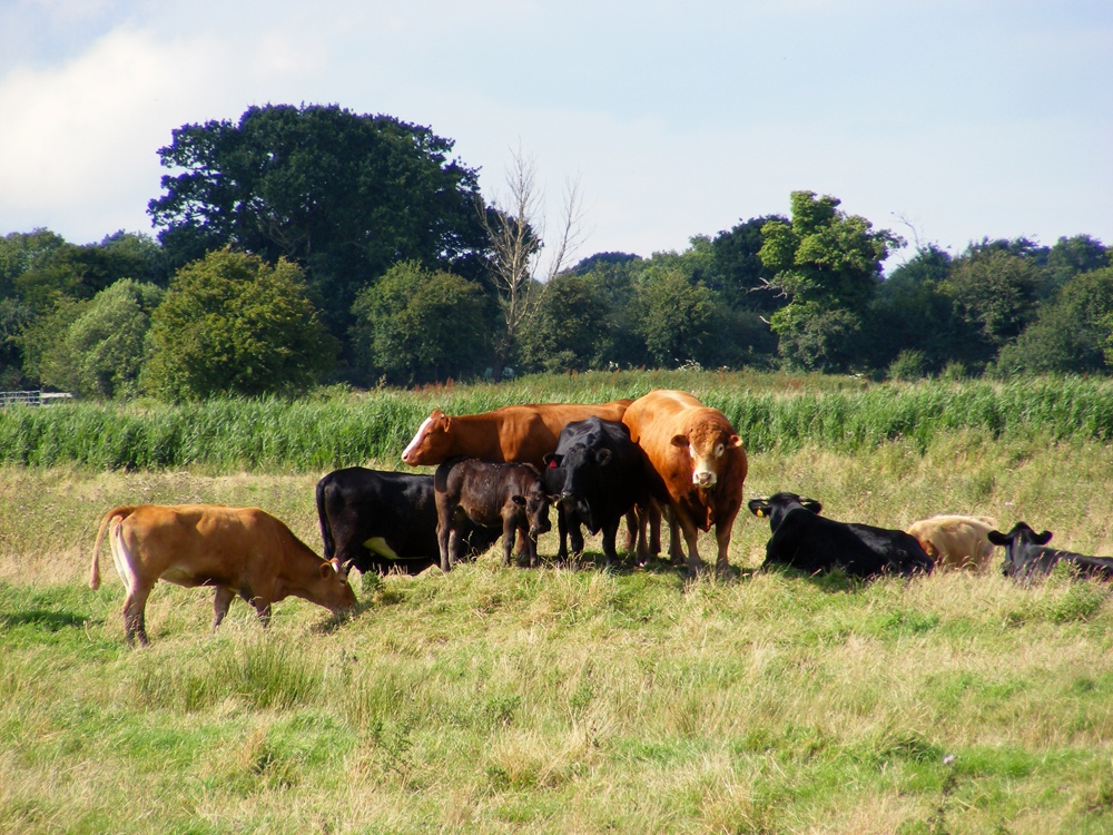 Cows at  Potter Heigham, Norfolk