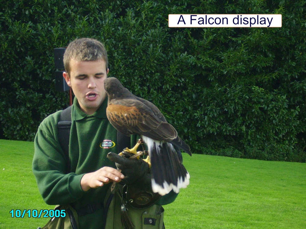 A Falcon Display at Combe Martin Wildlife & Dinosaur Park, Watermouth, Devon photo by Barbara Whiteman