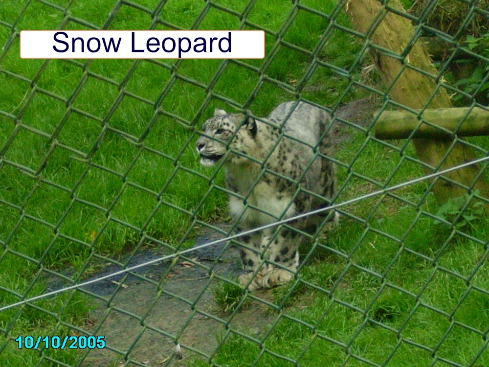 Snow Leopard at Combe Martin Wildlife & Dinosaur Park, Watermouth, Devon