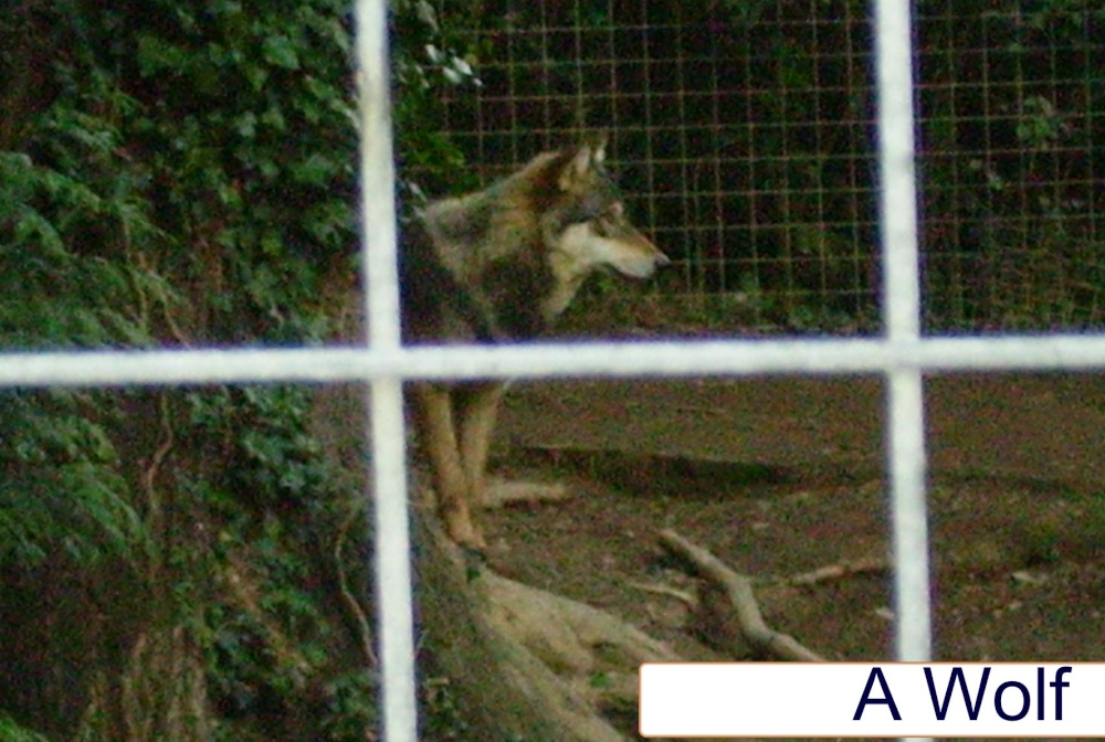 Wolf at Combe Martin Wildlife & Dinosaur Park, Watermouth, Devon