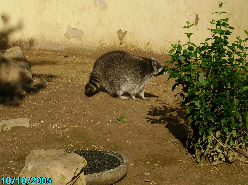 Mongoose at Combe Martin Wildlife & Dinosaur Park, Watermouth, Devon