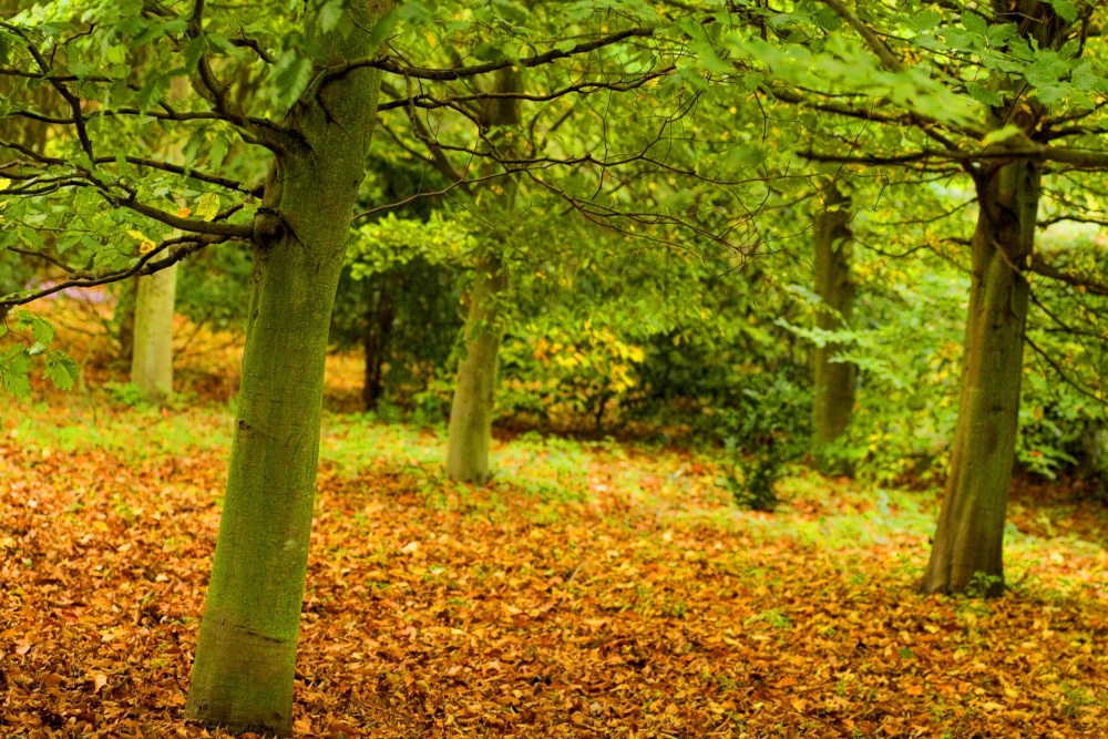At Anglesey Abbey in Autum 2007