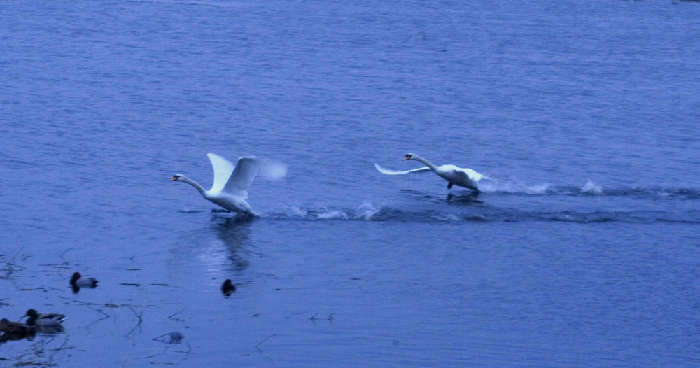 Swans in Welney, Norfolk