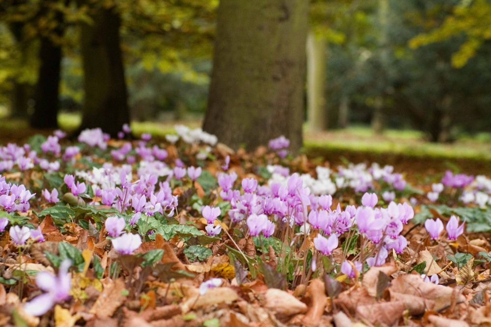 At Anglesey Abbey in Autum 2007