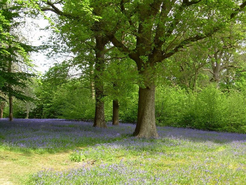 Bluebells at Hole Park Garden, Rolvenden. Kent photo by Mark Brown