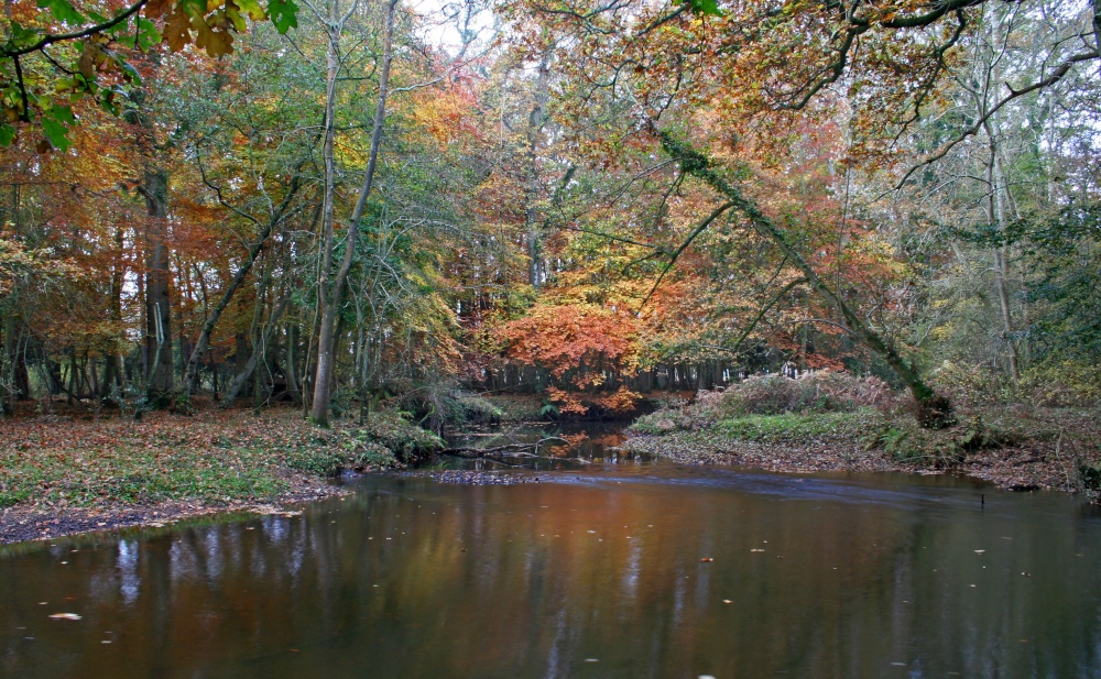 New Forest, Hampshire