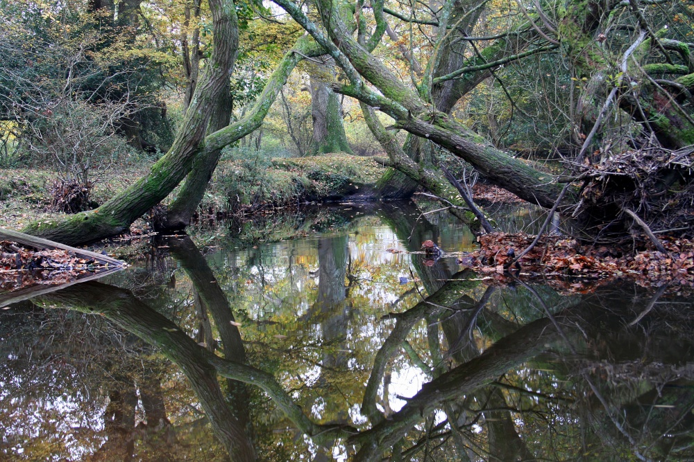 Reflection in The New Forest, Hampshire