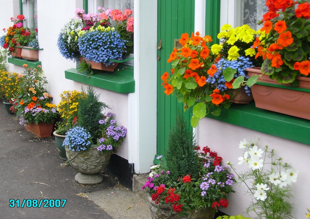 Photograph of Wonderful flower display, Sticklepath, Devon