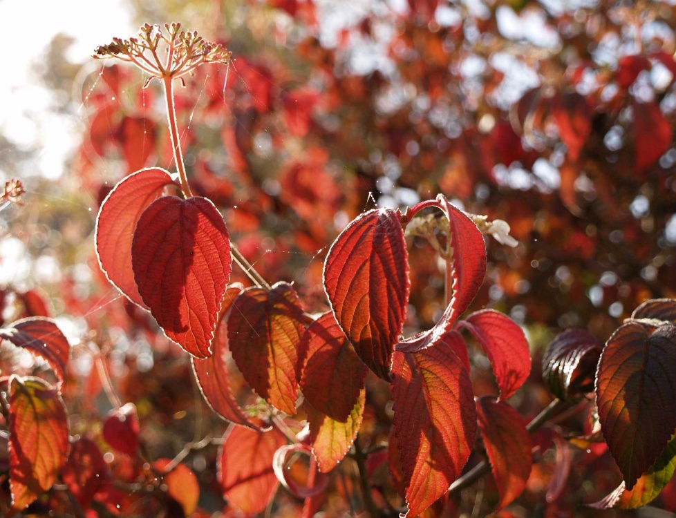 Autumn leaves, Steeple Claydon, Buckinghamshire