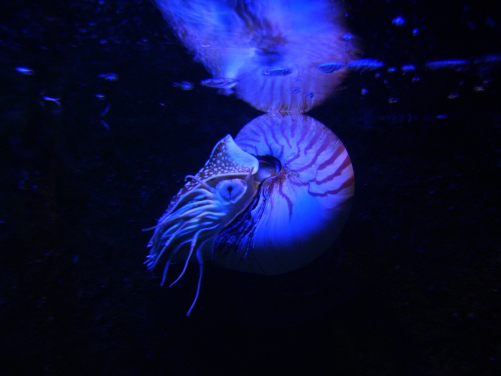 Blue Reef Aquarium, Newquay, Cornwall photo by Lauren Daniells