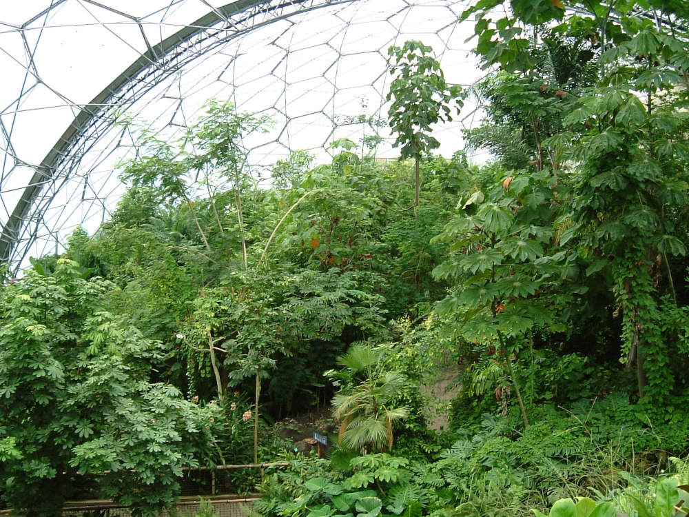 The Rainforest Biome, The Eden Project, Cornwall