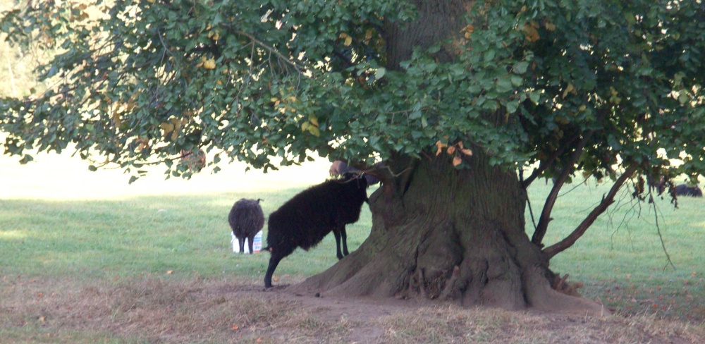 Black Sheep, Clumber Country Park, Worksop, Nottinghamshire