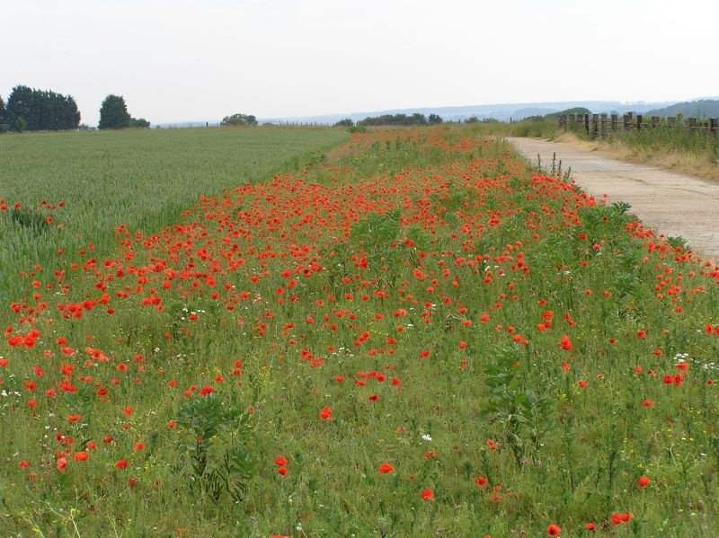 Tarrant Rushton, Dorset