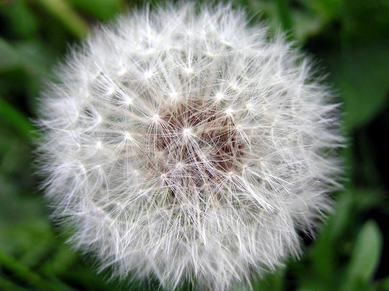 Fairy Clock, Tarrant Rushton, Dorset