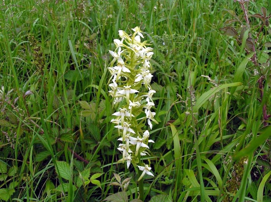 Photograph of Great Butterfly Orchid
